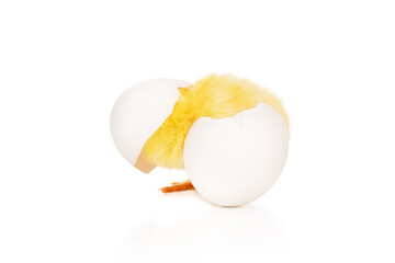 yellow chick just hatched from an egg