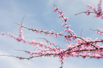 cherry blossom in spring