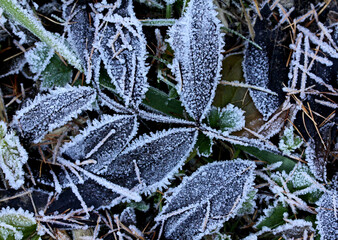 brina nel bosco; foglie di frassino