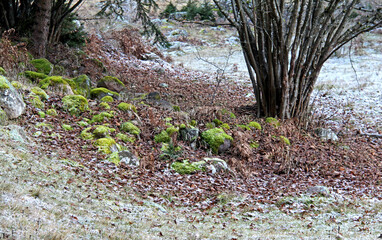nel freddo di inizio inverno brilla ancora il verde del muschio