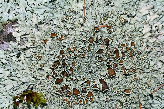 i delicati colori di un lichene (Parmelia sp. - lichene foglioso)