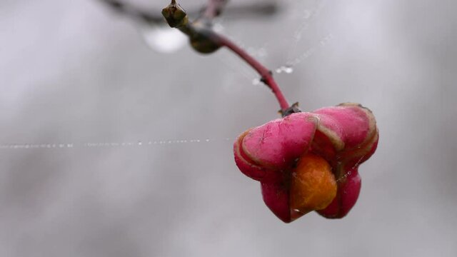 Ripe fruits of Spindle Tree (Euonymus europaeus) - (4K)