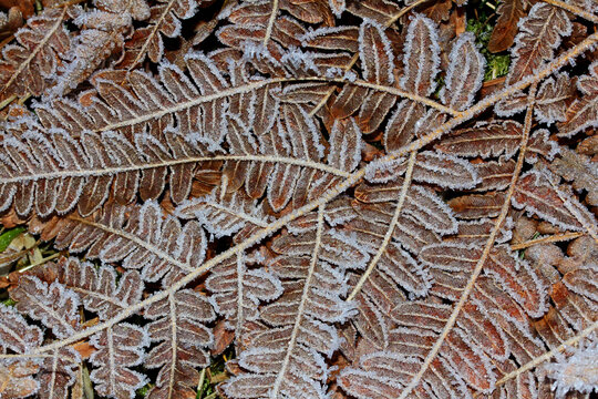 bosco d'inverno: brina su una felce