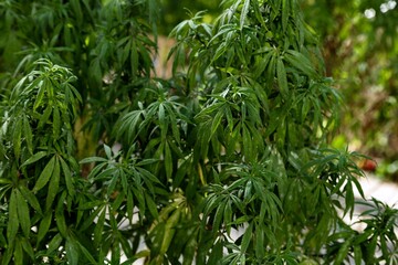 picture of marijuana planted on reforma avenue during marijuana legalization