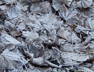 bosco d'inverno: foglie secche e brina