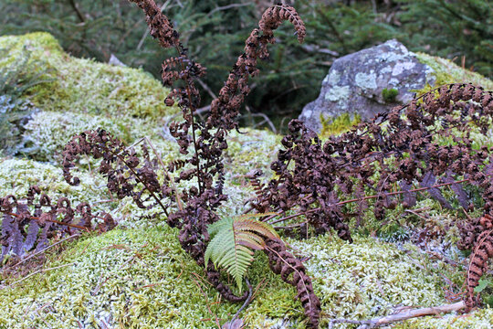 tra il muschio brinato e le fronde secche di una felce sporge l'ultima fronda verde