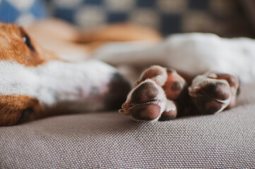Cute brown dog a home
