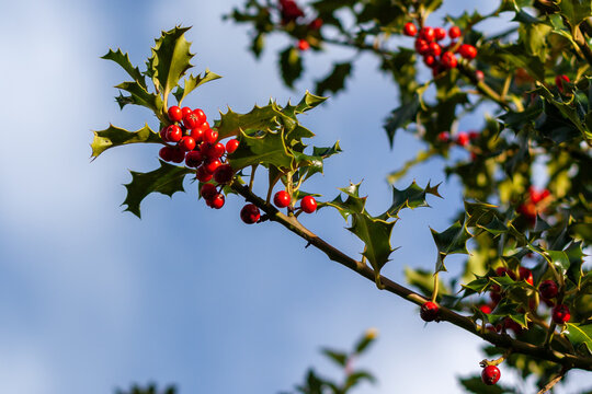 holly red berries on a branch
