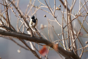 japanese tit on the branch