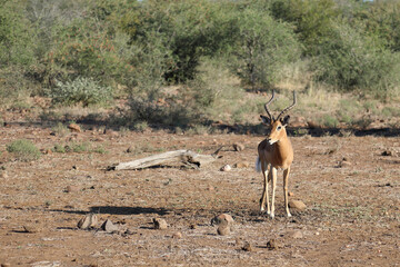 Schwarzfersenantilope / Impala / Aepyceros melampus