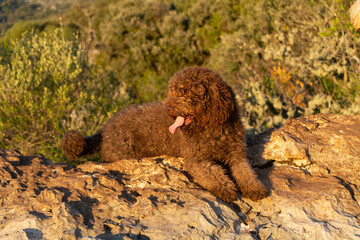 perros de raza perro de agua espa&ntilde;ol