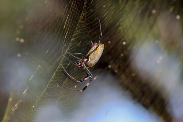 ARAÑA INSECTO,TELARAÑA,CASA ARAÑA,TRAMPA,RED DE ARAÑA,BOSQUE,ARACNIDO,