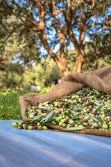 Harvested fresh olives in sacks in a field in Crete, Greece for olive oil production, using green nets.