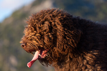 perros de raza perro de agua español