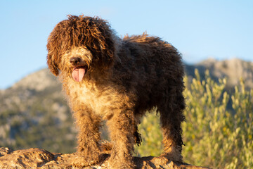 perros de raza perro de agua español