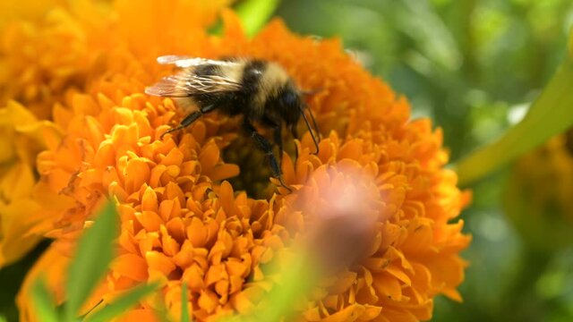 Yellow bumble bee pollinates colorful marigold collects pollen and nectar cleans antennas walks all over flower bright sunny spring summer or early autumn fall day. Beautiful natural design concept

