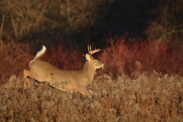 Fototapeta premium White Tailed Deer Buck running in fall meadow