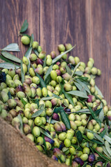 Harvested fresh olives in sacks for olive oil production, on a wooden table, Crete, Greece