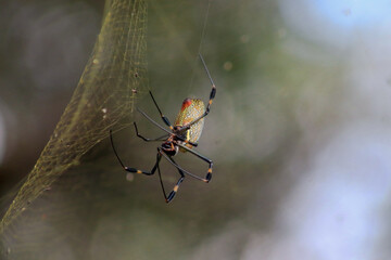 ARAÑA INSECTO,TELARAÑA,CASA ARAÑA,TRAMPA,RED DE ARAÑA,BOSQUE,ARACNIDO,