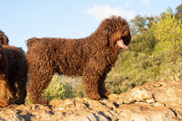 perros de raza perro de agua español