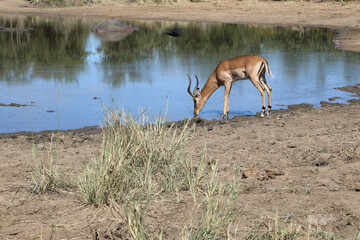 Schwarzfersenantilope / Impala / Aepyceros melampus