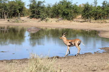 Schwarzfersenantilope und Gelbschnabel-Madenhacker / Impala and Yellow-billed oxpecker / Buphagus africanus