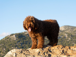 perros de raza perro de agua español