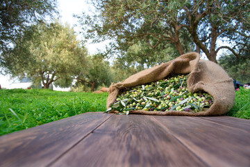 Harvested fresh olives in sacks in a field in Crete, Greece for olive oil production, using green nets.
