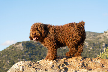 perros de raza perro de agua español