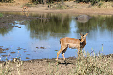 Schwarzfersenantilope / Impala / Aepyceros melampus..