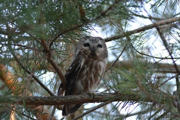 Saw whet Owl perched in a tree