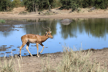 Schwarzfersenantilope / Impala / Aepyceros melampus