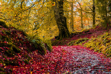 Fototapeta premium The Colors of Autumn.