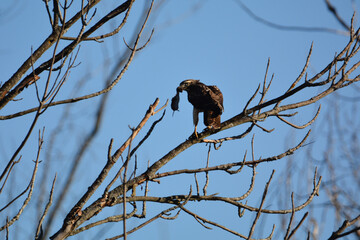 Red tailed hawk perched on branch with a vole in its beak