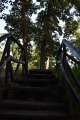 bridge in the forest