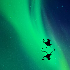 Fototapeta na wymiar Running flamingo. Bird silhouette at night. Green aurora borealis