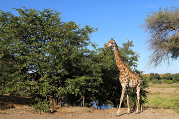 Giraffe / Giraffe / Giraffa Camelopardalis