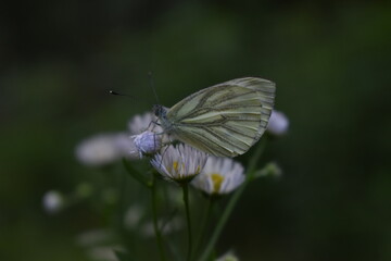 butterfly on a flower
