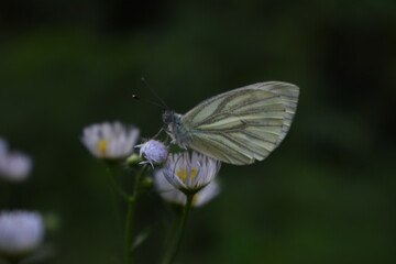 butterfly on a flower