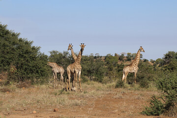Giraffe / Giraffe / Giraffa Camelopardalis