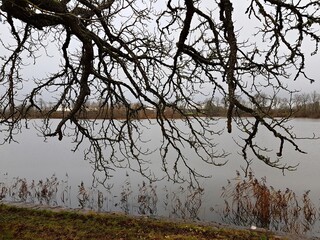 Branches of an old tree on an autumn gloomy day against the background of lake water