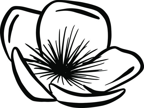 A Logo Design Of a Wildflower Flower Icon Buttercup, Daisy, Dandelion, Etc