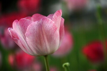 pink tulip in spring