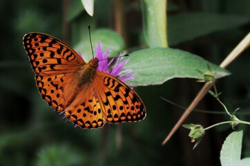 butterfly on a flower