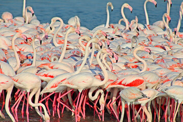 group of Greater flamingo is the most widespread and largest species of the flamingo family. It is found in Africa, Indian subcontinent, Middle East and  Europe