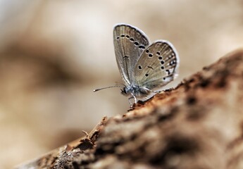 butterfly on the ground