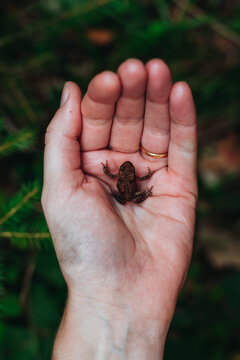 Frog in woman's hand