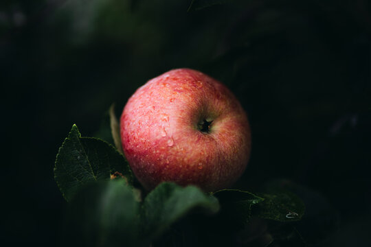 Close up of apple