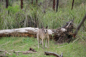 Kangaroo and the wood - Churchill National Park, Victoria, Australia