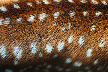 Close up of deer spots